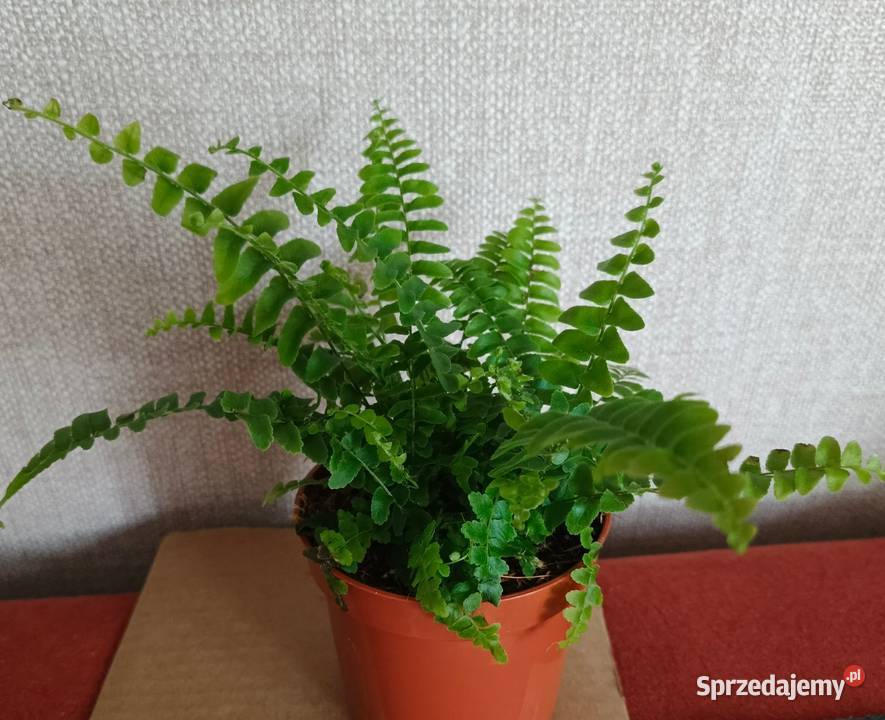 Roślina doniczkowa paprotka bostońska łódzkie Łódź