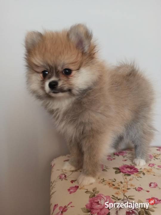 Szpic miniaturowy kujawsko-pomorskie