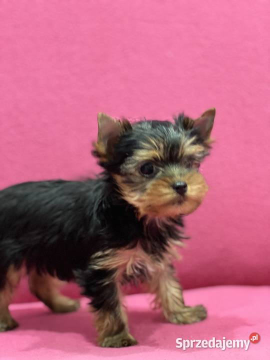 Yorki śliczne szczeniaczki Konstantynów Łódzki