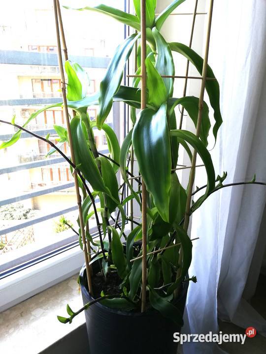 Roślina lecznicza Callisia fragrans podlaskie Białystok sprzedam