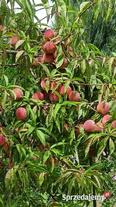 działka ogrodowa jeziorem Nysa Saperska 4 ary