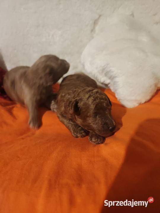 Pudelki toy miniatura szczenięta koniec grudnia Bolesławiec sprzedam