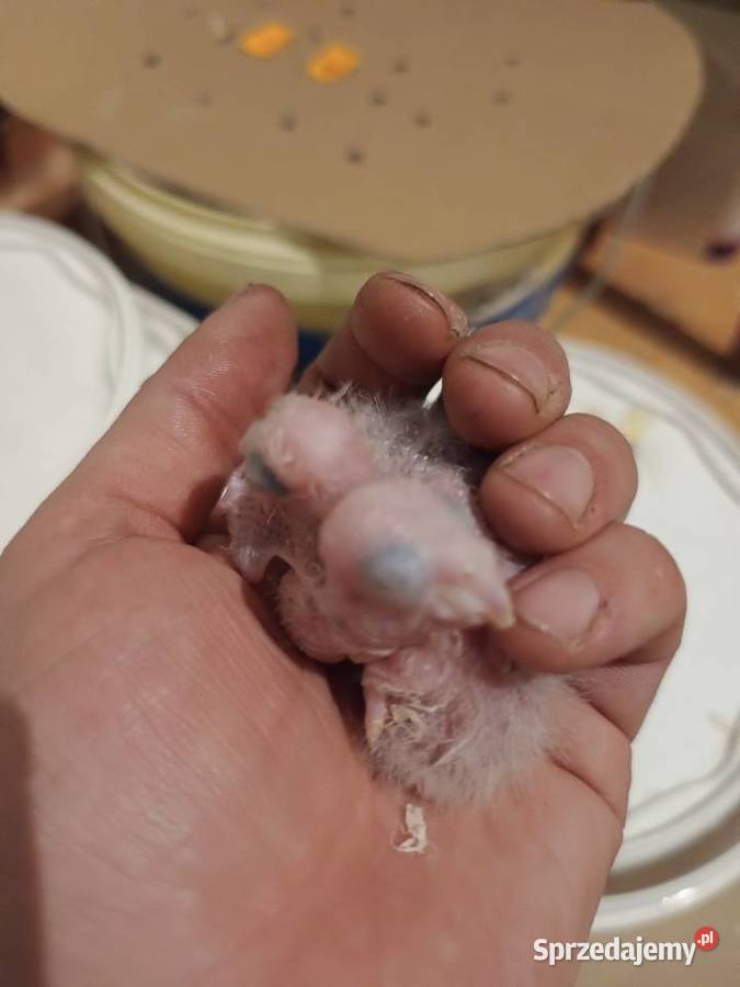 Papugi rudosterki ręcznie karmione Tychy