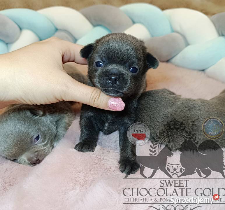 Chihuahua piesek blue niebieski krótkowłosy Warszawa sprzedam