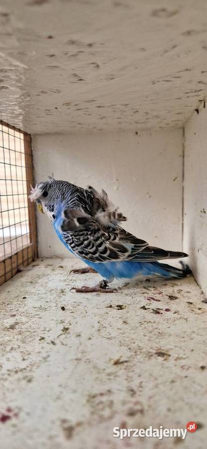 Papugi faliste helikoptery 2f Radzewo
