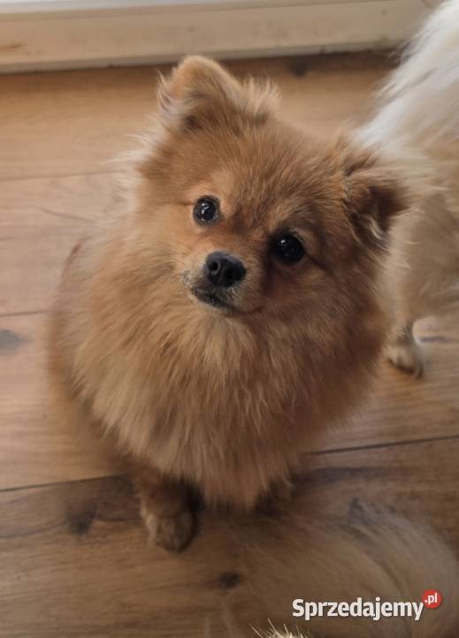 Pomeranian suczka szpic miniaturowy zkwp FCI Piątkowisko