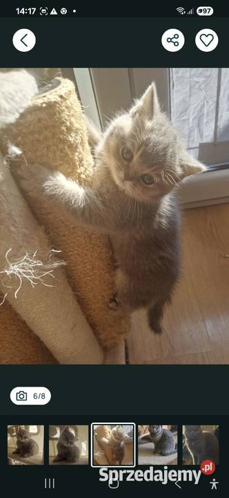 Brytyjskie Szamotuły