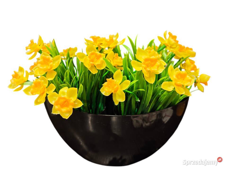 Narcyze wiosenne kwiaty Dębica