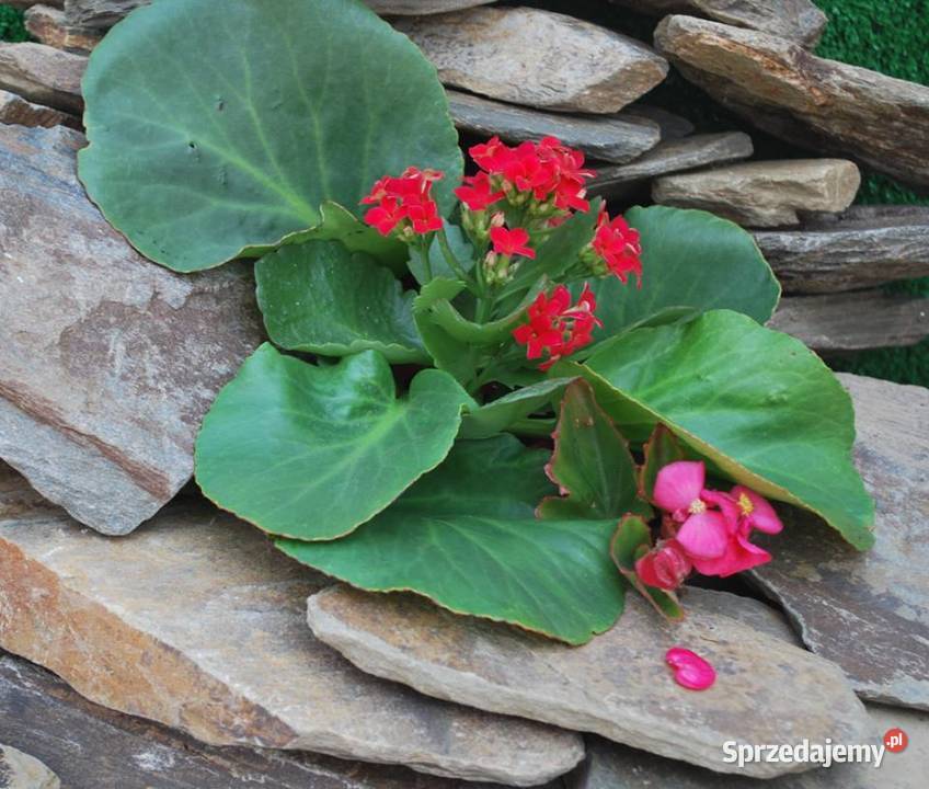 łupek na murki ogrodowe Księżyce