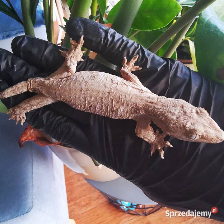 Gekon Olbrzymi Rhacodactylus Lechianus Kraków