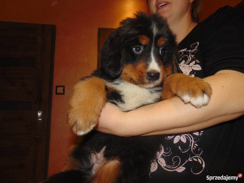 Szczeniaki Berneński pies pasterski mazowieckie