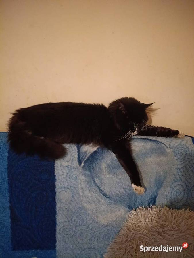 Maine Coon koteczka Sława