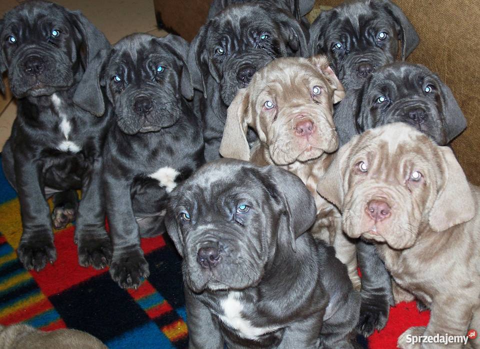 Mastino Napoletano szczenięta Zwierzęta sprzedam