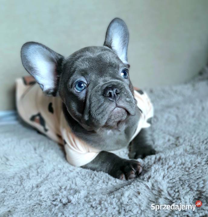 Buldog francuski sunia mega blue Pabianice