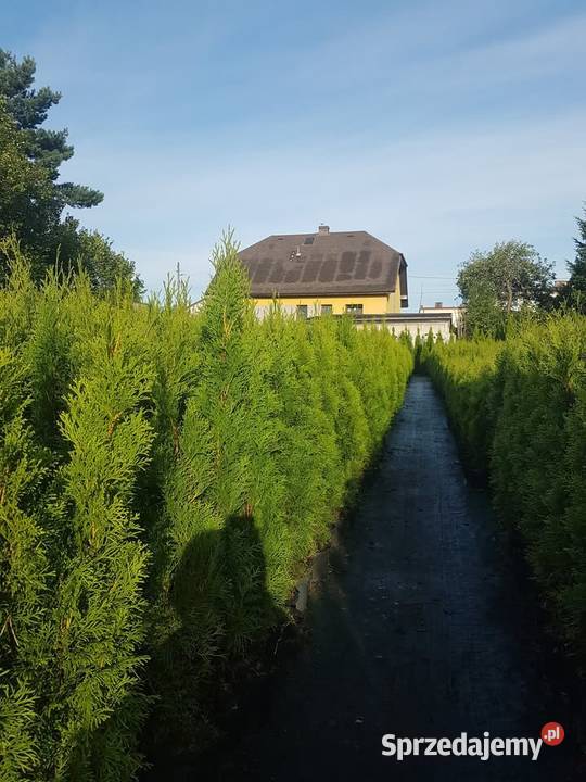 Wyprzedaż przedsezonowa tuje różne wysokości śląskie Częstochowa