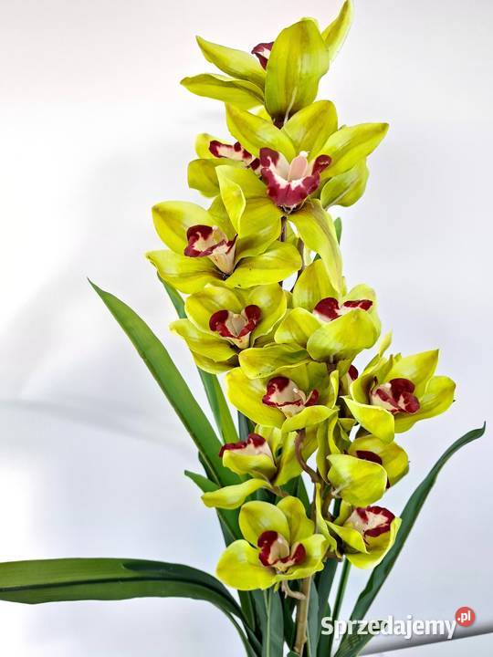 Storczyk sztuczny Cymbidium w doniczce 105 Golkowice