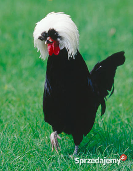 Jaja lęgowe białoczuba Rybie