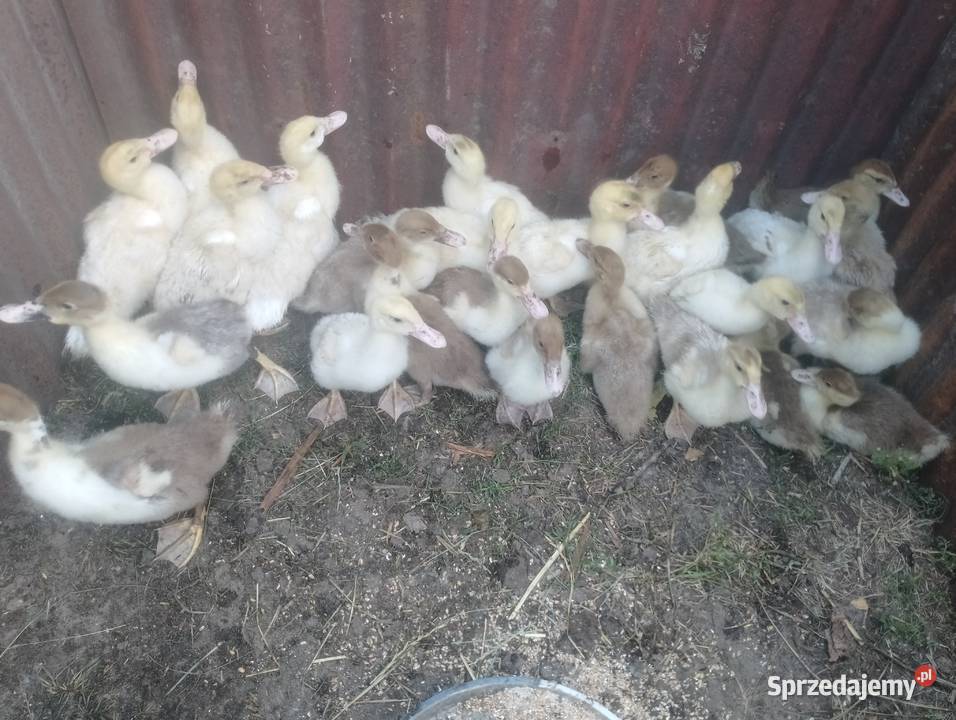 Kaczki piżmowe Drób i ptactwo Skrudki