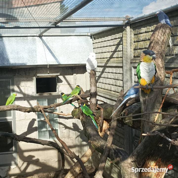 Amazonka Barwinka Kakadu Kragen Julianów