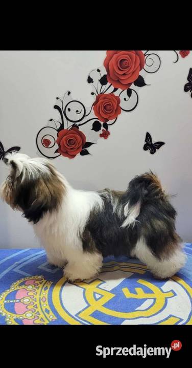 Shih tzu piesek Mokrsko