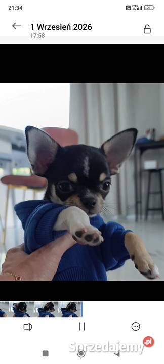 Chihuahua FCI gotowy do odbioru trikolor Poznań