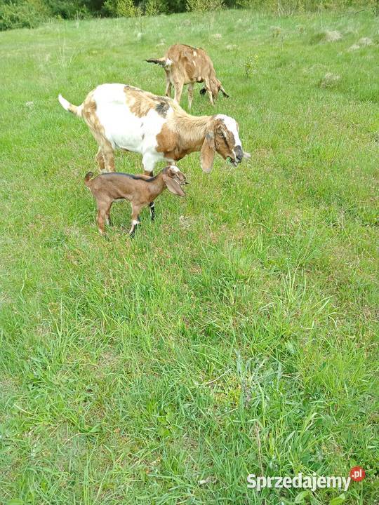 Kozioł Anglonubijski z rodowodem NOG Tuszyn