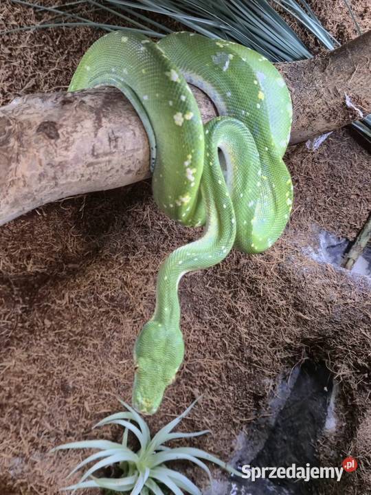 Morelia viridis Starachowice
