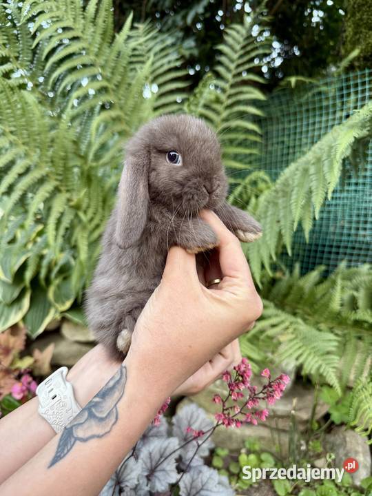 Króliki Miniaturki Mini Lop Gryzonie Godowa sprzedam