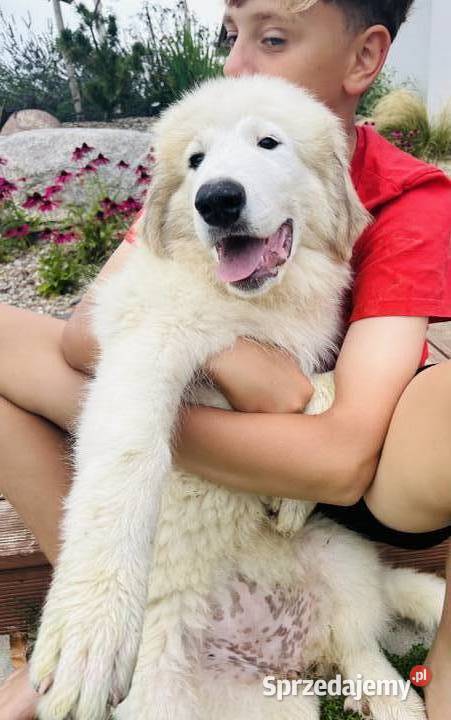 Pirenejski Pies Górski ostatnie szczenięta Murowana Goślina sprzedam