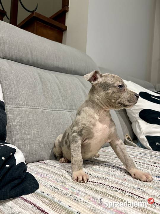 Amstaff Merle wielkopolskie Grodzisk Wielkopolski