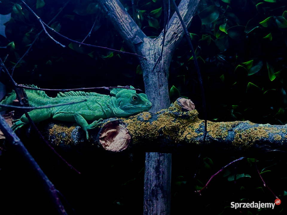 Oddam legwana zielonego i bazyliszka Gady i płazy Wrocław