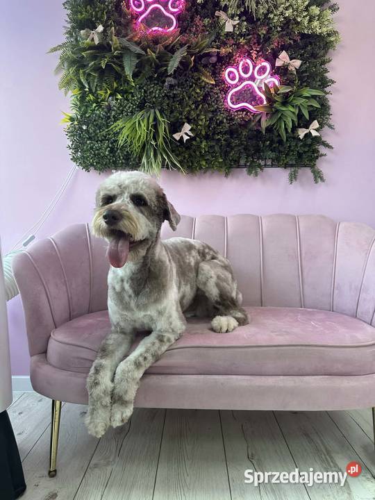 Owczarek Pudel Aussiedoodle Silver Merle Pozostałe Czarnków