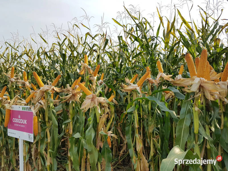 Materiał siewny kwalifikowany kukurydza IGP Swarzędz