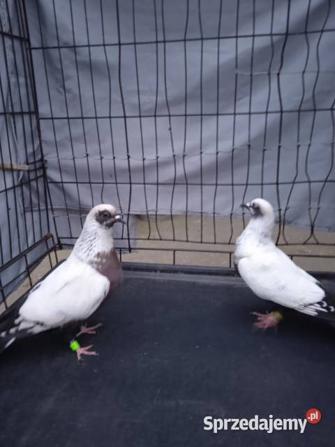 Szczygły duńskie Ptaki