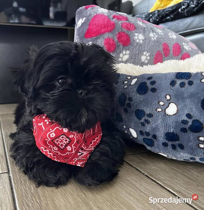 Shih Tzu Śliczny Czarny Chłopczyk Wielkości małopolskie Olkusz