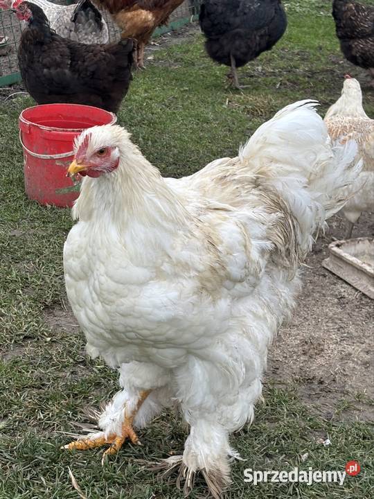 Koguty kochin olbrzymi lubelskie Uchanie