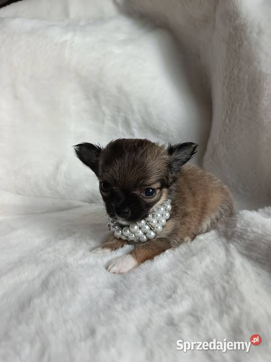 Chihuahua dziewczynka długowłosa Xd suczka Inowrocław sprzedam