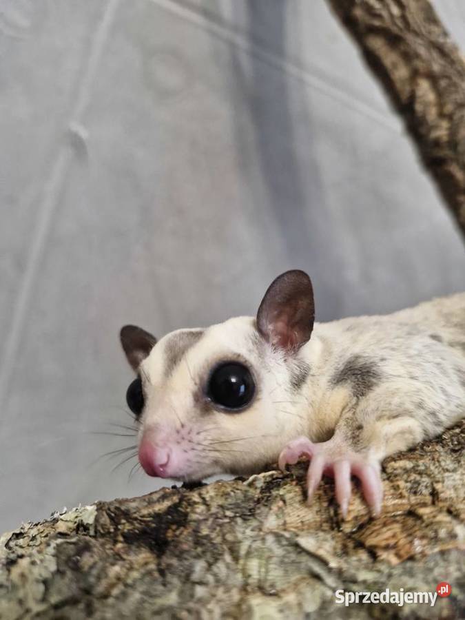 Lotopałanki Karłowate samice I samce sprzedam