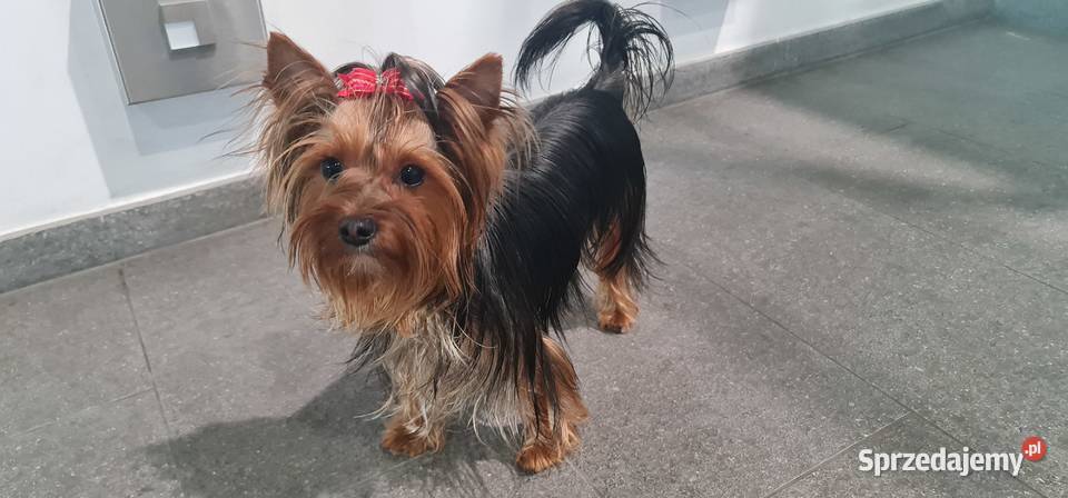 Yorkshirre terrier krycie pies z FCI York Szczecin sprzedam