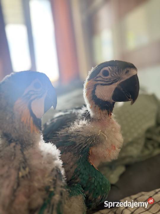Ara Ararauna do dalszego ręcznego karmienia
