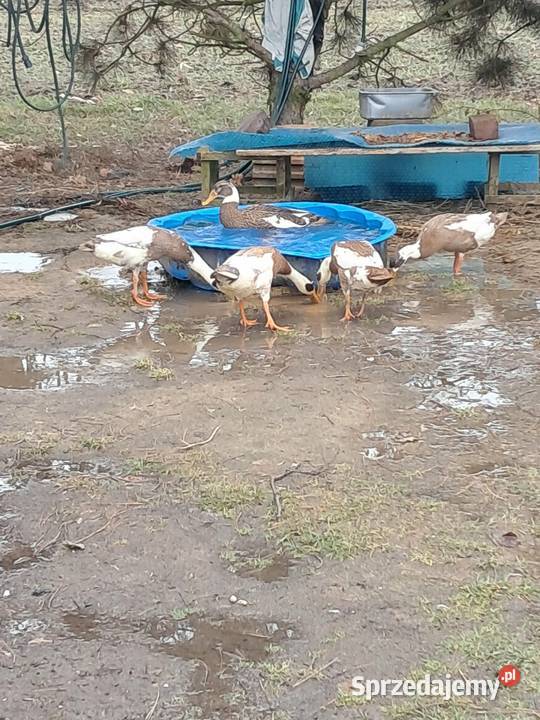 Pisklaki pisklęta pisklę kaczka biegus