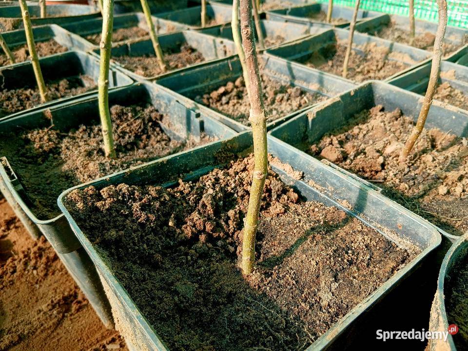 Drzewa tlenowe paulownia sadzonki Sochaczew