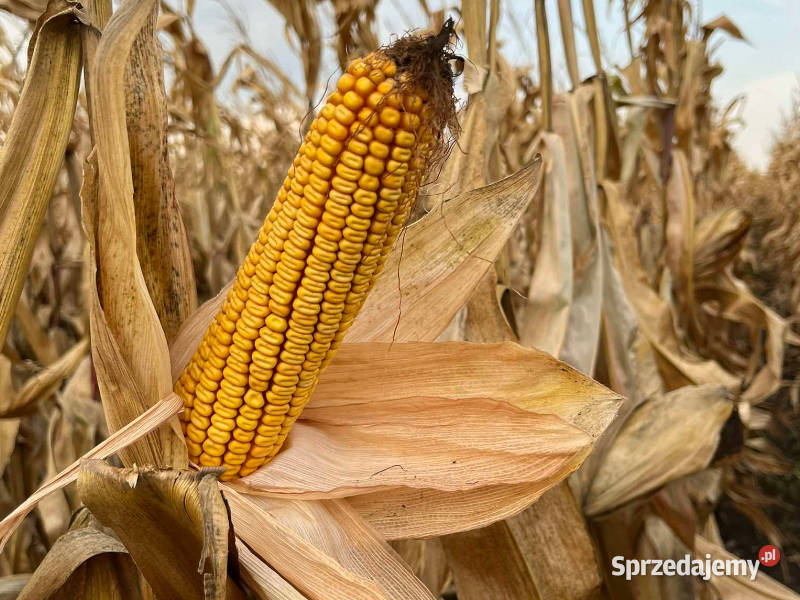 Materiał siewny kukurydza Pioneer P8834 AQUAmax Łabiszyn