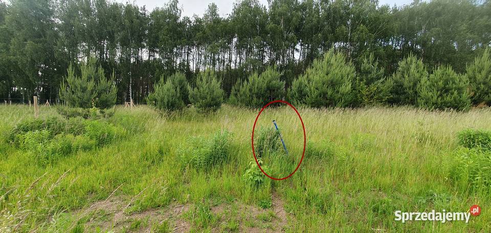 Działka lesie 695m2 Siedlec