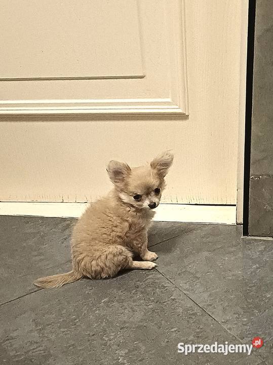 Chihuahua Beżowa Mini Mini Krótkowłosa Sunia łódzkie Zgierz sprzedam