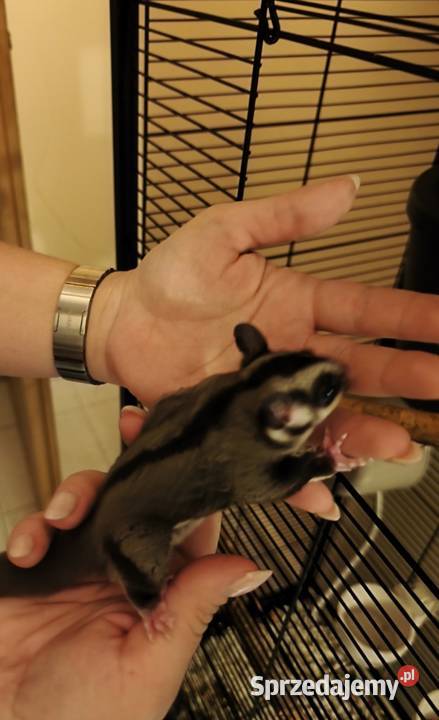 Lotopałanka karłowata Zamarski