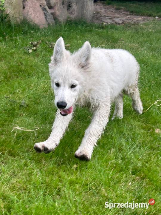 Owczarek Szwajcarski długowlosy kujawsko-pomorskie Mogilno