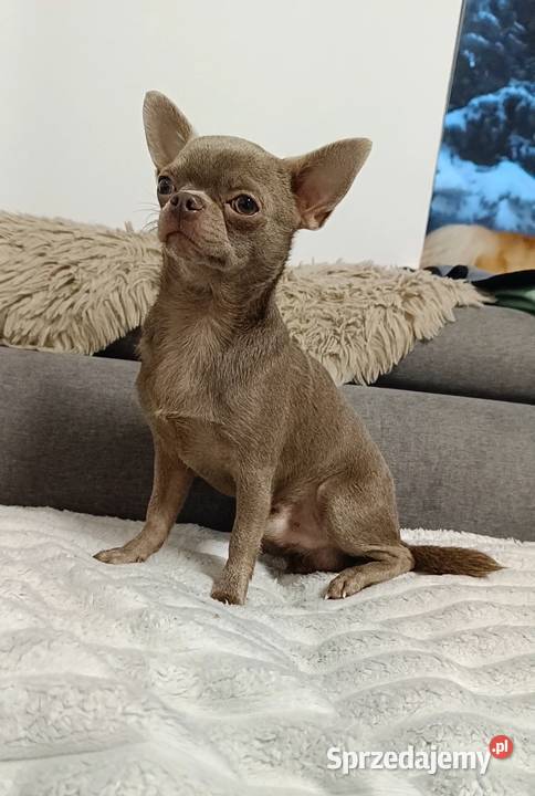 Pies Chihuahua liliowy badania DNA zdrowy 2 lata łódzkie Bełchatów sprzedam