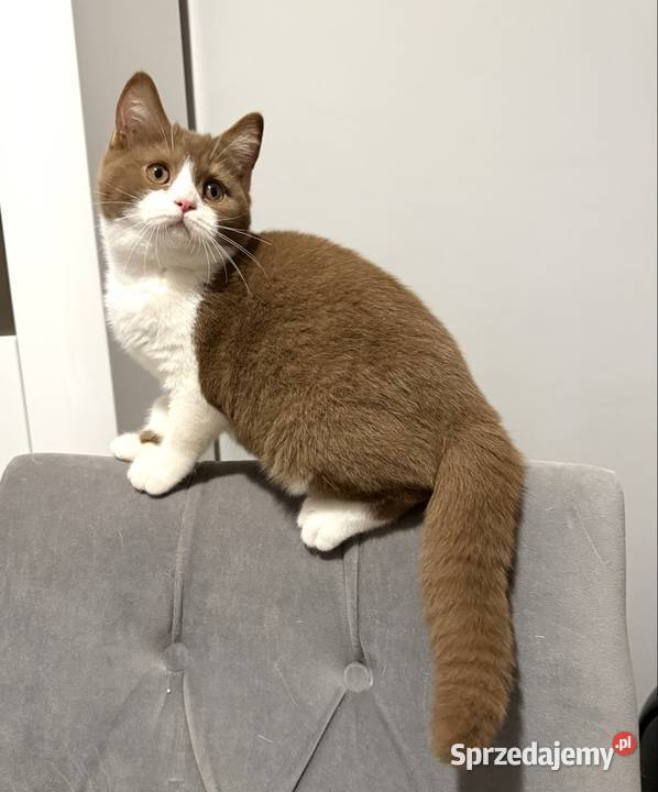 cynamonowy bikolor brytyjski Inowrocław