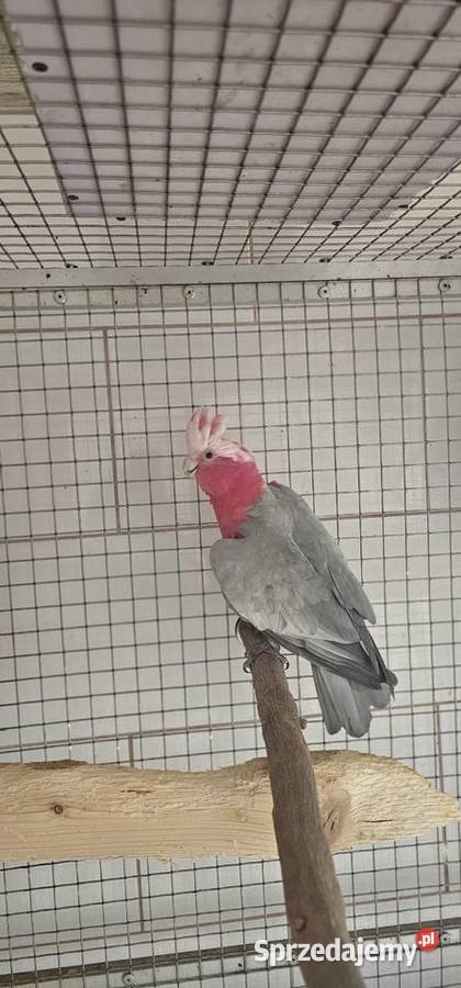 Kakadu Para Ptaki Niewiesze